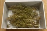 Green Scene GS341  Sea Foam FOREST TREES IN A BOX  (Sm, Med & Lg)