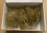 Green Scene GS341  Sea Foam FOREST TREES IN A BOX  (Sm, Med & Lg)